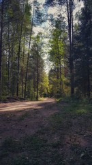 Obraz premium road in forest
