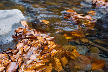 Yellow autumn leaves in the clear water of a mountain river.