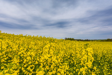 Obraz premium A field with beautiful rape blossoms, Krokowa, Poland.
