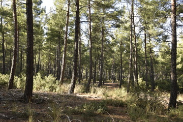 Obraz premium trees in the forest