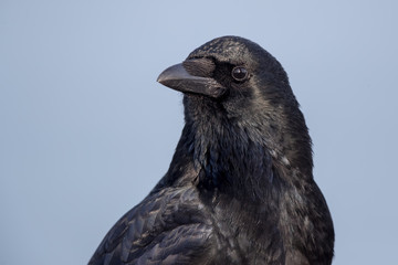 Carrion Crow Portrait
