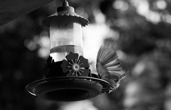 The Bird