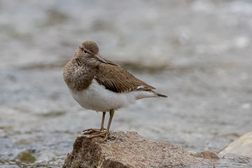 Common Sandpiper Perched on Rock