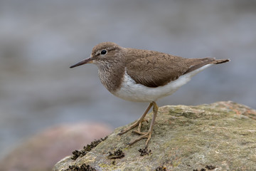 Common Sandpiper Perched on Rock