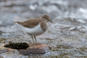 Common Sandpiper Perched on Rock
