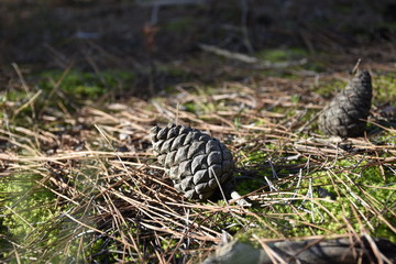  pine cone in the sunlight