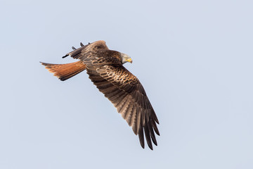 Red Kite Flying