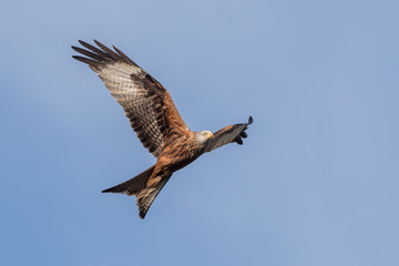 Red Kite Flying