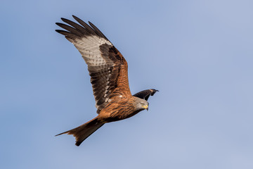 Obraz premium Red Kite Flying