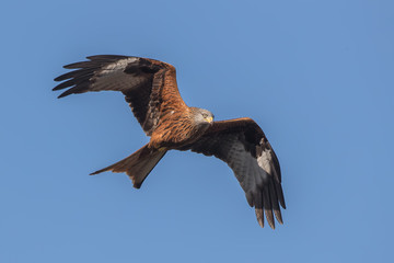 Red Kite Flying