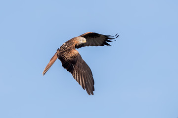 Red Kite Flying