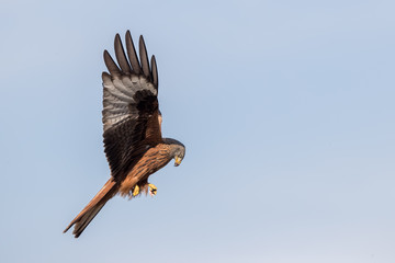 Red Kite Flying