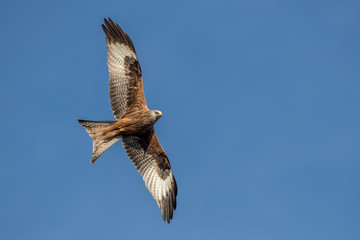 Red Kite Flying