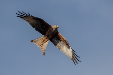 Fototapeta premium Red Kite Flying