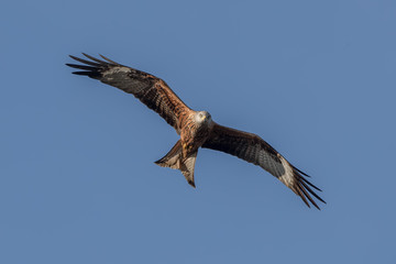 Red Kite Flying