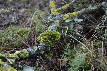Naklejka na ściany i meble moss in the forest