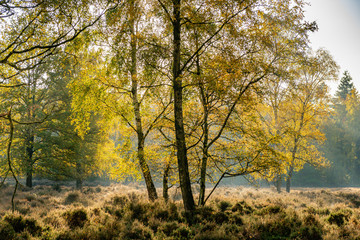 Heideveld Beisbroek Brugge