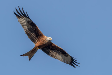 Red Kite Flying