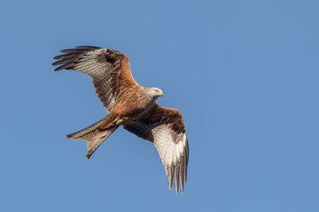 Red Kite Flying