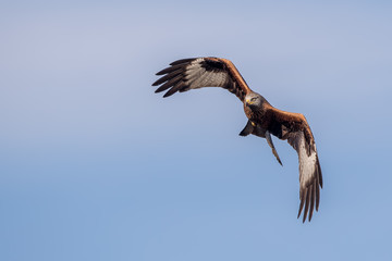 Red Kite Flying