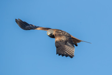 Red Kite Flying