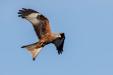 Red Kite Flying