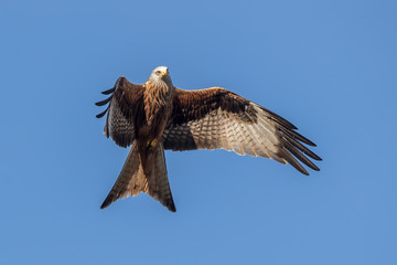 Red Kite Flying