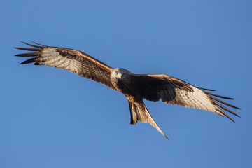 Red Kite Flying