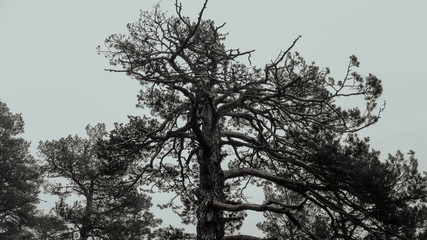 Trees between snow and fog