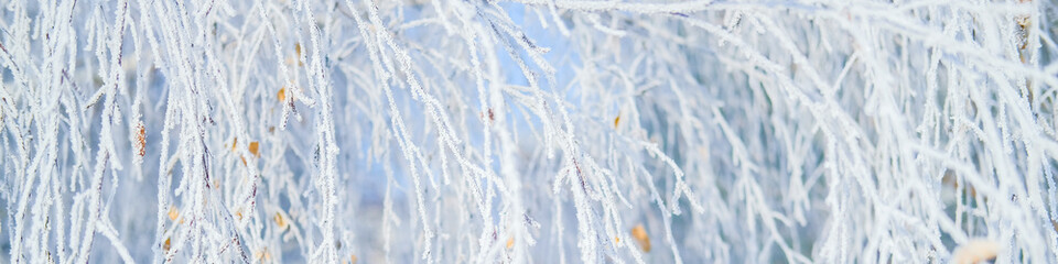 Winter day nature background. Birch tree in hoarfrost