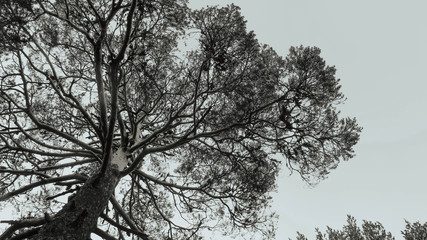Trees between snow and fog
