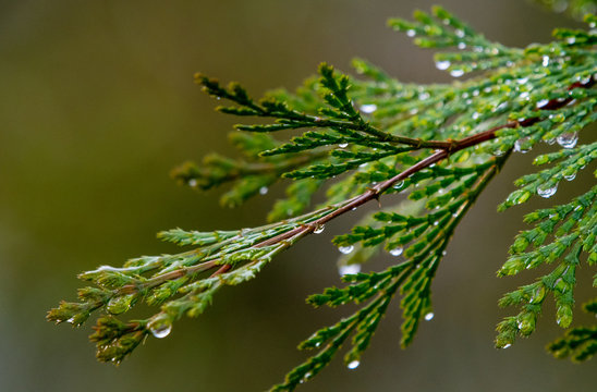 Incense cedar (calocedrus decurrens) after a winter rain