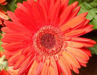 red flower