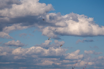 Three seagulls in front of a cloud bank
