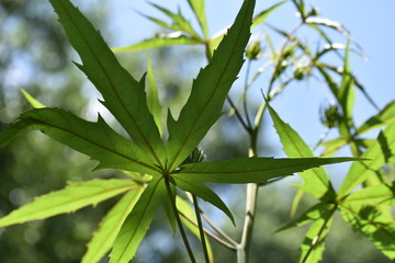 green leaves on sunny day