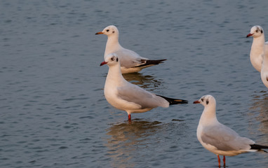 Migratory birds of winter in water body