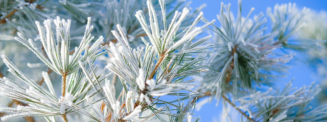 Winter nature background. Evergreen trees in hoarfrost. Spruce and fir branches close up under the snow.