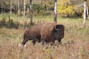 Bison Walking In The Wild, Elk Island National Park, Alberta