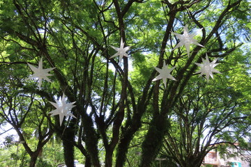 Fototapeta premium tree in the forest