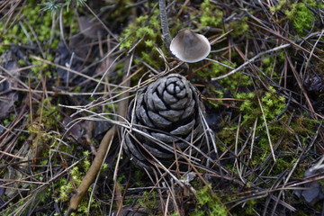  pine cone and mushroom in the forest
