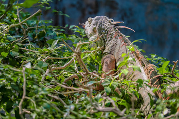 Iguana