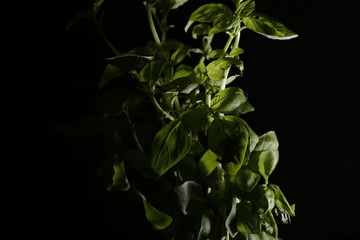 Basil on Black Background