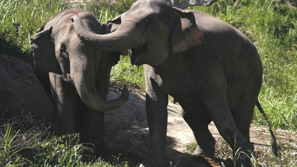 Fototapeta premium Huge Elephant Couple in Jungle Sanctuary Thailand. Thick Skin Animal Family Flap Ears. Chiang Mai Province National Conservation. Mammal Communication