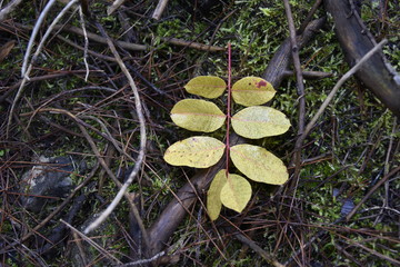 pile of logs in the forest