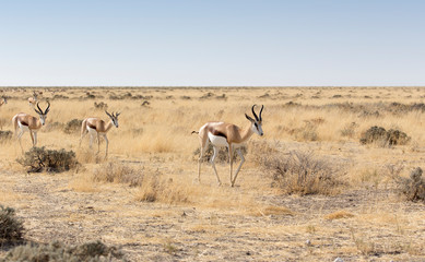 Fototapeta na wymiar Some springboks in namibian savannah