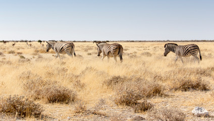 Fototapeta na wymiar Many zebras walking in the grass