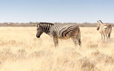 Obraz na płótnie Canvas Two zebras in the grass
