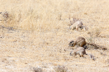 Cape ground squirrel in Namibia
