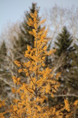 Golden Tamarack Tree, Gold Bar Park, Edmonton, Alberta