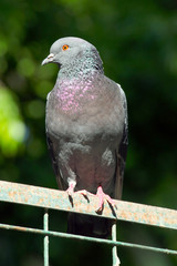 pigeon in the park